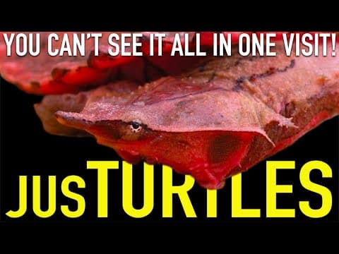 More Turtle Species Than Any Zoo in the World thumbnail