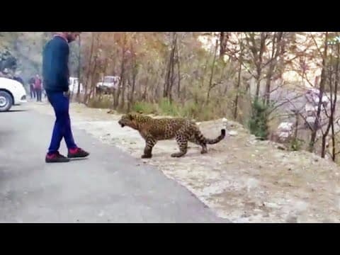 Best Moments Of Animals That Asked People for Help in 2022 ! thumbnail
