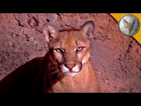 A Day at the Arizona Sonora Desert Museum! thumbnail