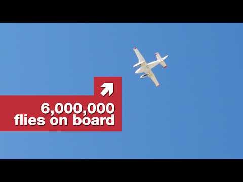 Why the government drops flies on California thumbnail