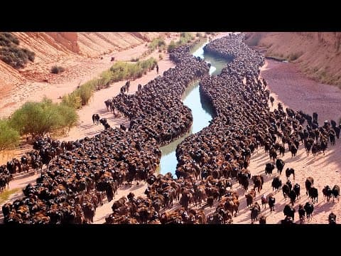 They Put Hundreds of Bisons to the Desert and Left for 10 Years, Result Was Insane thumbnail