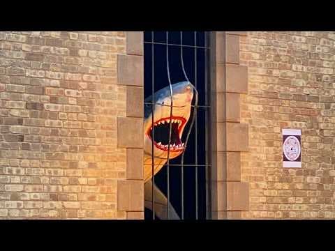 The Battle of SHARKS! thumbnail