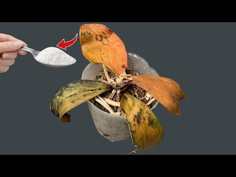 1 Spoon a Week! Suddenly Your Orchid Is Producing New Roots and Flowers All Year Round thumbnail