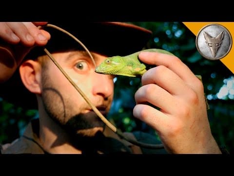 Monkey Tailed Lizard! thumbnail