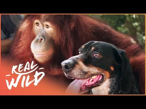The World's Most Unlikely Animal Relationships | Animal Odd Couples | Real Wild thumbnail