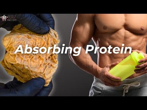 From Mouth to Muscle: How Your Body Absorbs Protein thumbnail