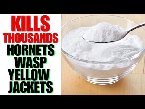 KILL Every Wasp Hornet And Yellow Jacket UP TO 1 MILE AROUND YOUR HOME thumbnail