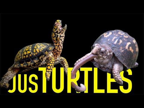 Turtles and People from Around the World at Garden State Tortoise thumbnail
