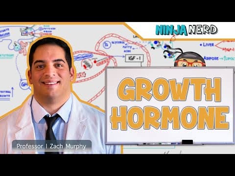 Endocrinology: How Does Growth Hormone Regulate Body Growth? thumbnail