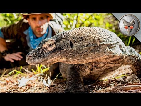 Face to Face with a Komodo Dragon! - in VR180! thumbnail