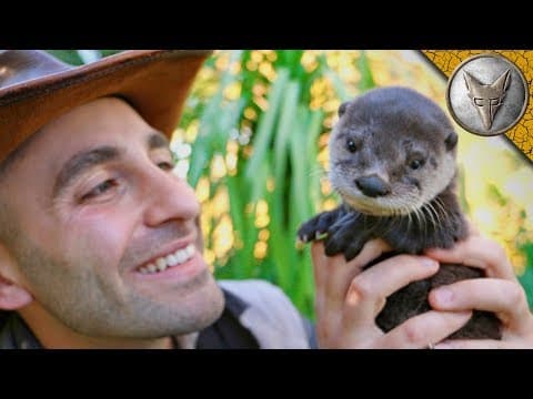 What Makes Baby River Otters So Adorable? thumbnail
