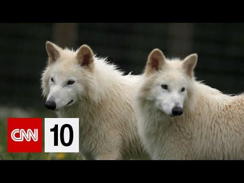 One year since dire wolves were "brought back" from extinction | October 7, 2025 thumbnail
