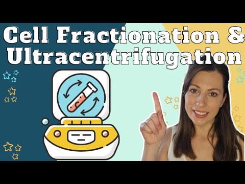 How to study cells - Cell fractionation and ultracentrifugation for AQA A-level Biology thumbnail