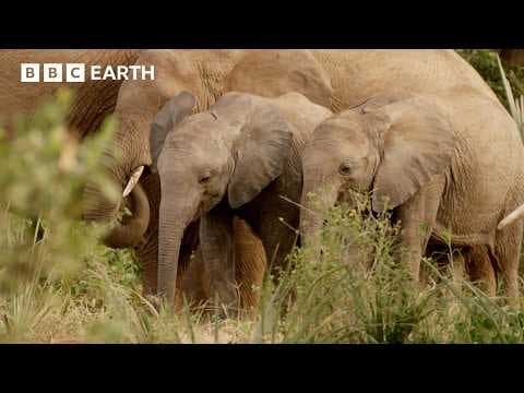 Surviving Nature's Greatest Migrations | Elephants, Caribou & Zebras | BBC Earth thumbnail