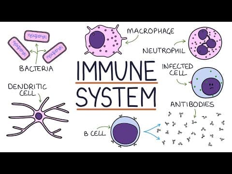 Understanding the Immune System in One Video thumbnail