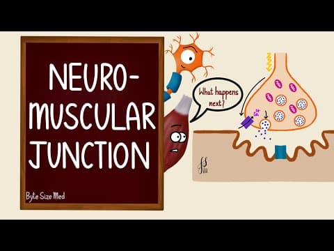 Neuromuscular Junction | NMJ | Neuromuscular transmission | Myology | Nerve Muscle Physiology thumbnail