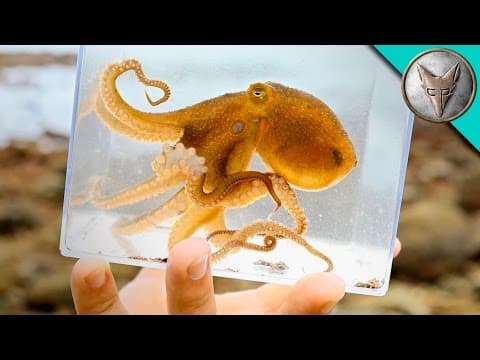 Incredible Octopus Catch! thumbnail