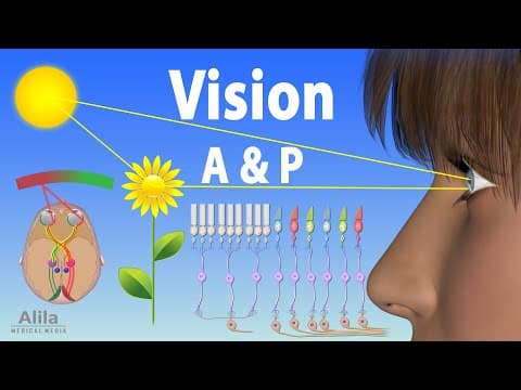 Vision: Anatomy and Physiology, Animation thumbnail