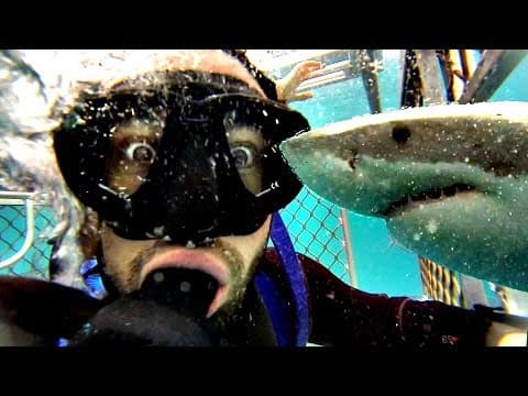 How a Shark Attack Survivor Invented Cage Diving thumbnail