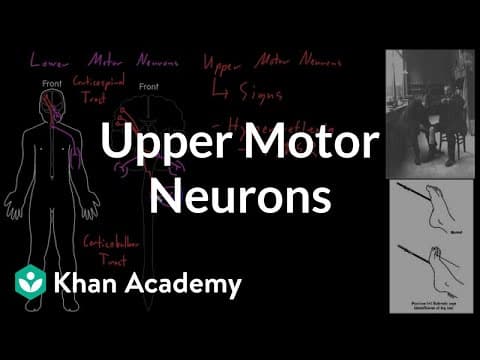 Upper motor neurons | Organ Systems | MCAT | Khan Academy thumbnail