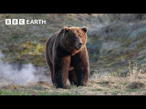 Inside the World of Bears | BBC Earth thumbnail