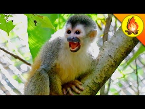 What Happened When Coyote Peterson Met a Monkey? thumbnail