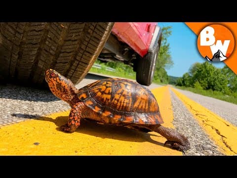 How to Safely Help Turtles Cross Roads thumbnail