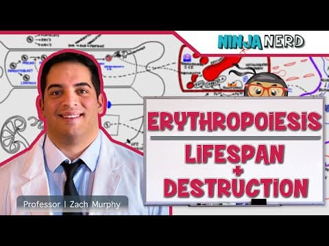Hematology | Erythropoiesis: Lifespan & Destruction: Part 2 thumbnail