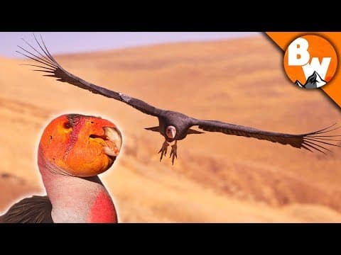 How Are California Condors Saved from Extinction? thumbnail