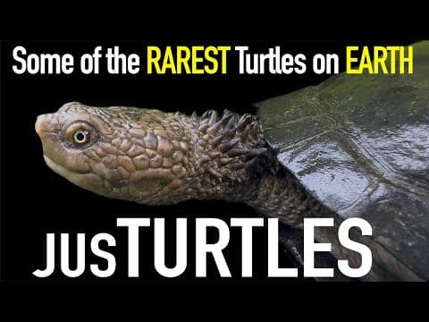 Seeing Turtle Species Many Have NEVER Seen Before! thumbnail