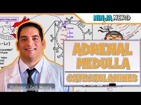 How does the adrenal medulla release catecholamines during stress thumbnail