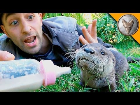 Baby Otter Feeding Time! thumbnail