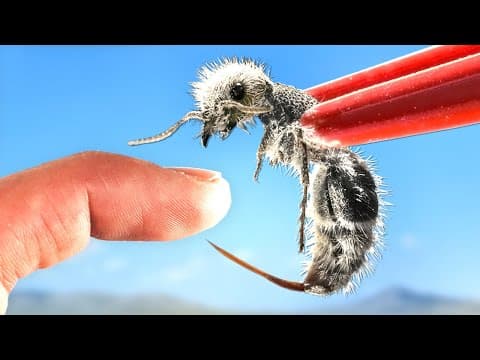 What Happens When You Get Stung by a Panda Ant? thumbnail