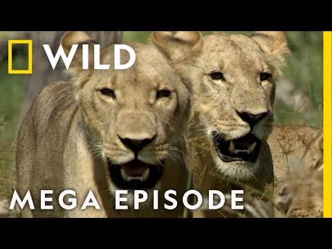 Win or Die: Savage Kingdom MEGA EPISODE | Season 1 | Nat Geo Wild thumbnail