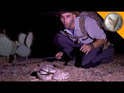 The Most Venomous Rattlesnake in the World! thumbnail