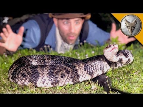 How Dangerous Is a Massive Water Moccasin? thumbnail