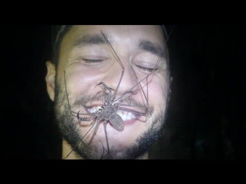 What Is a Tailless Whip Scorpion and How Does It Hunt? thumbnail