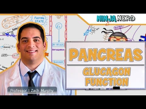 How Does Glucagon Regulate Blood Sugar Levels? thumbnail