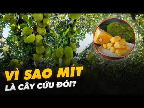 VÌ SAO MÍT LÀ CÂY CỨU ĐÓI? thumbnail