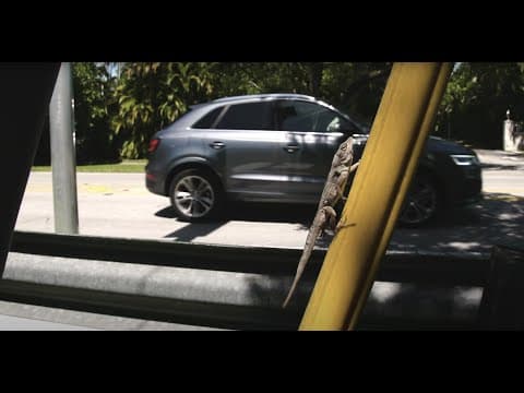 How Lizards Are Changing in Cities | HHMI BioInteractive Video thumbnail
