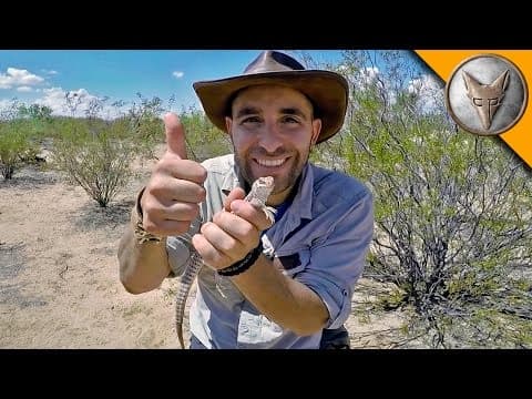 How to Catch a Desert Iguana Using a Man-Made Monsoon thumbnail