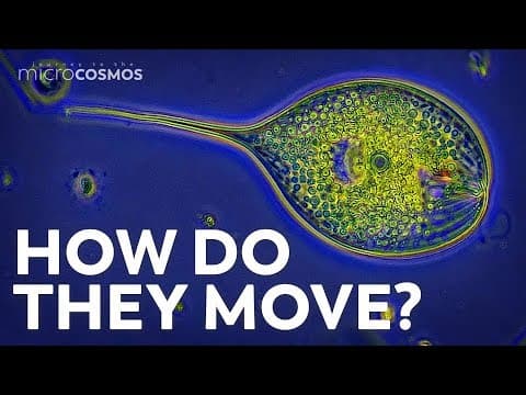 How Do Protozoa Get Around? thumbnail