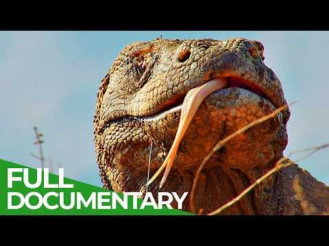 Wild Indonesia | Episode 3: Land of Dragons | Free Documentary Nature thumbnail
