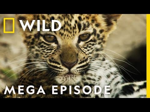 Savage Kingdom Season 3 MEGA EPISODE Compilation | Nat Geo Wild thumbnail