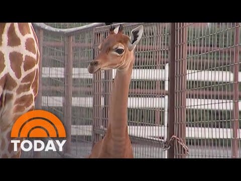 Rare spot-less giraffe born at Tennessee zoo: Help name her! thumbnail