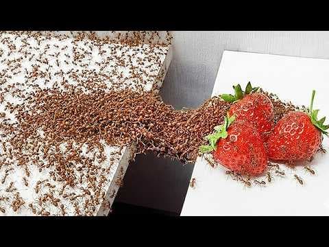 1,000 Ants vs. Obstacles thumbnail