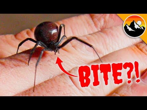 WILL IT BITE?! Black Widow Challenge Tests Nerves! thumbnail