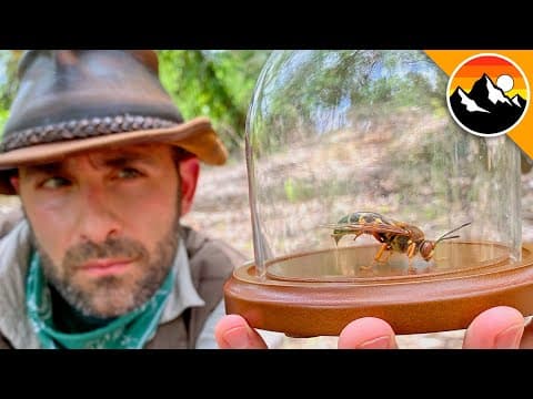 CICADA KILLER CAUGHT!... Return of the Sting? thumbnail