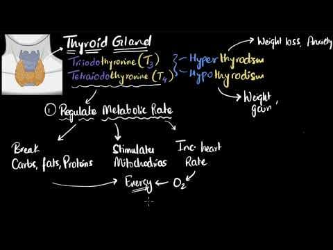 Thyroid gland hormones (T3, T4) & defects | Chemical Co-ordination | Class 11 Biology | Khan Academy thumbnail