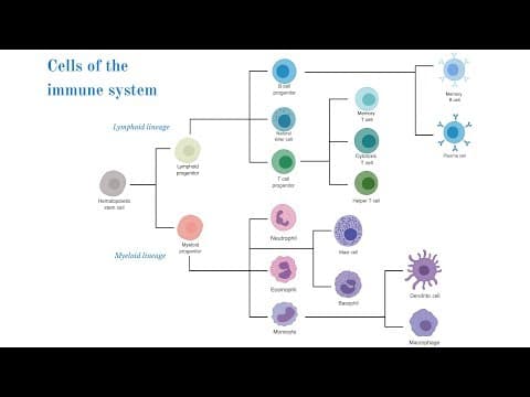 Cells of the Immune System (Brittany Anderton) thumbnail